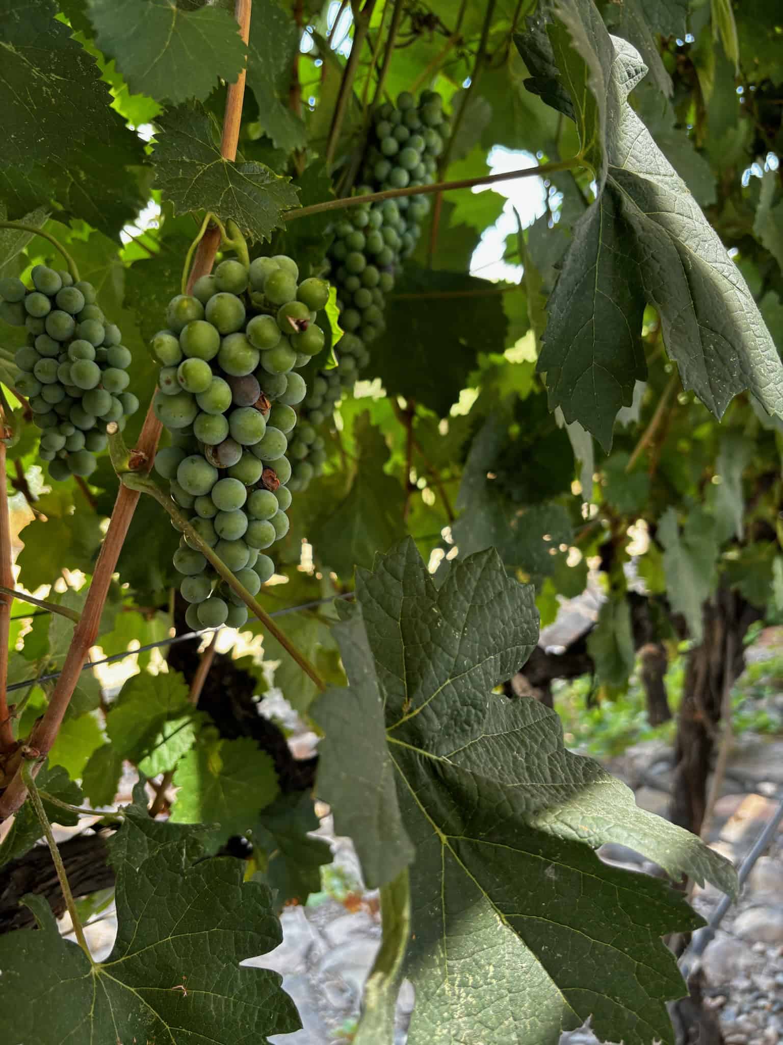 A close up of grapes on a grapevine in Verde Valley, AZ.
