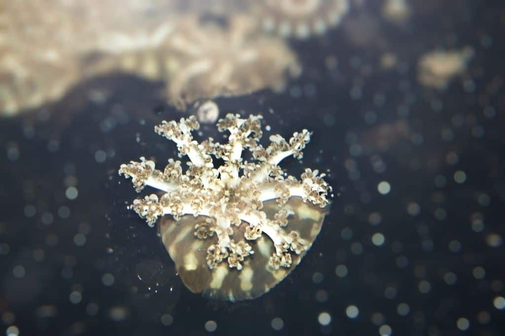 An up-close photo of an upside-down jellyfish floating in the water