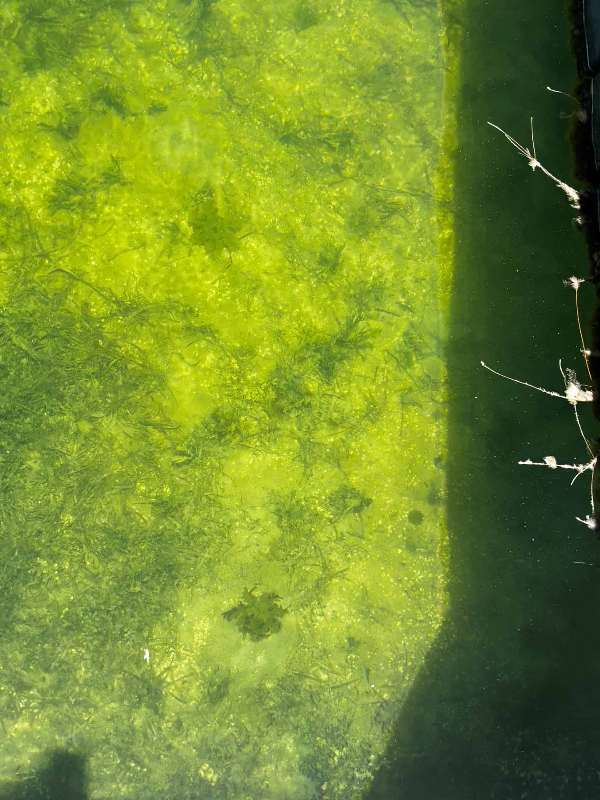 Upside-down jellyfish sitting on the ocean floor at Kaibo in Grand Cayman