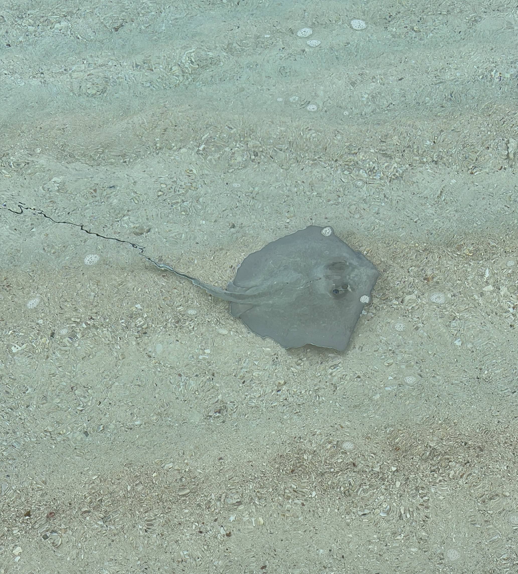 A small southern stingray in shallow water