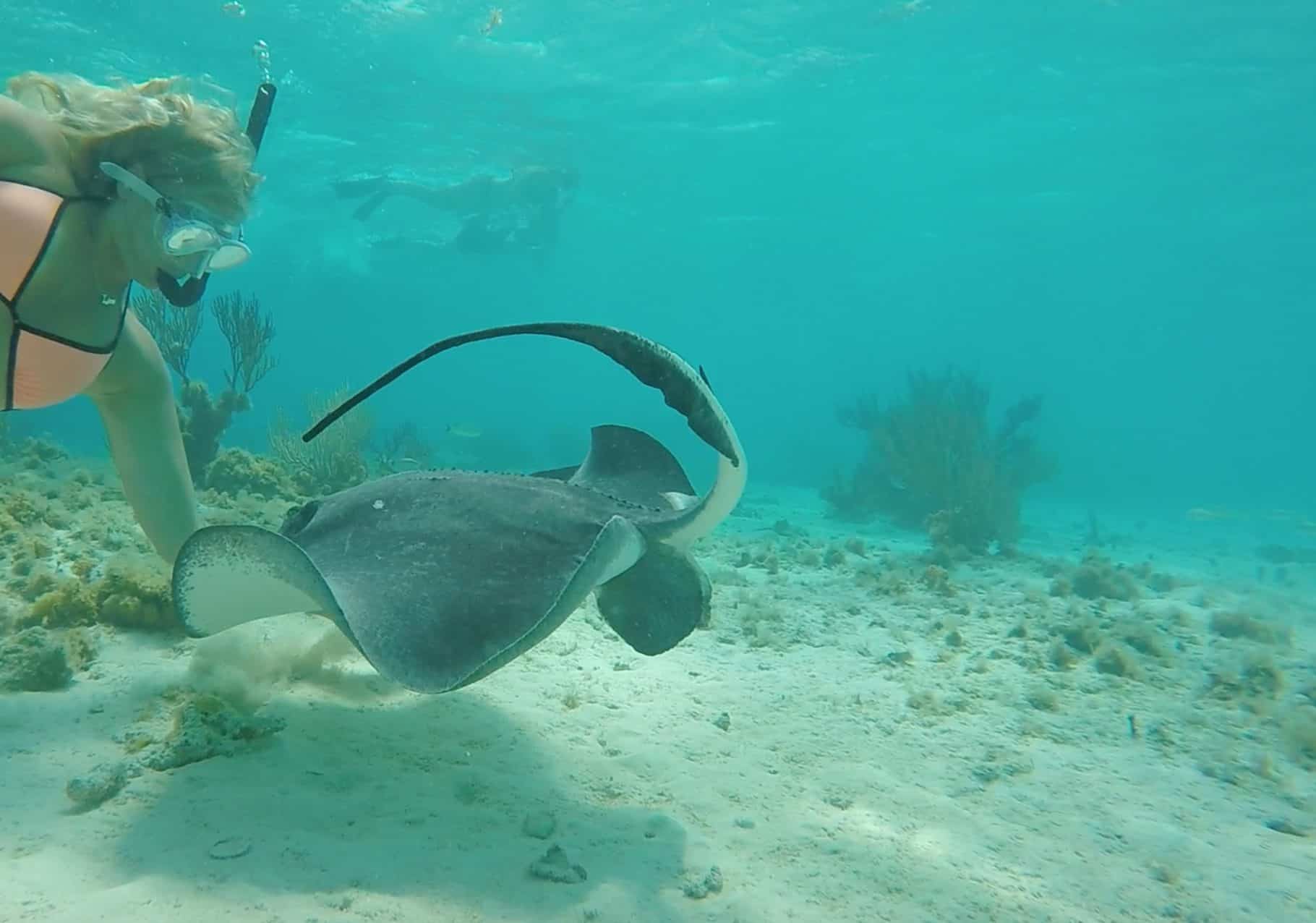 A snorkeler feeding a stingray at Grand Cayman's Stingray City Deep