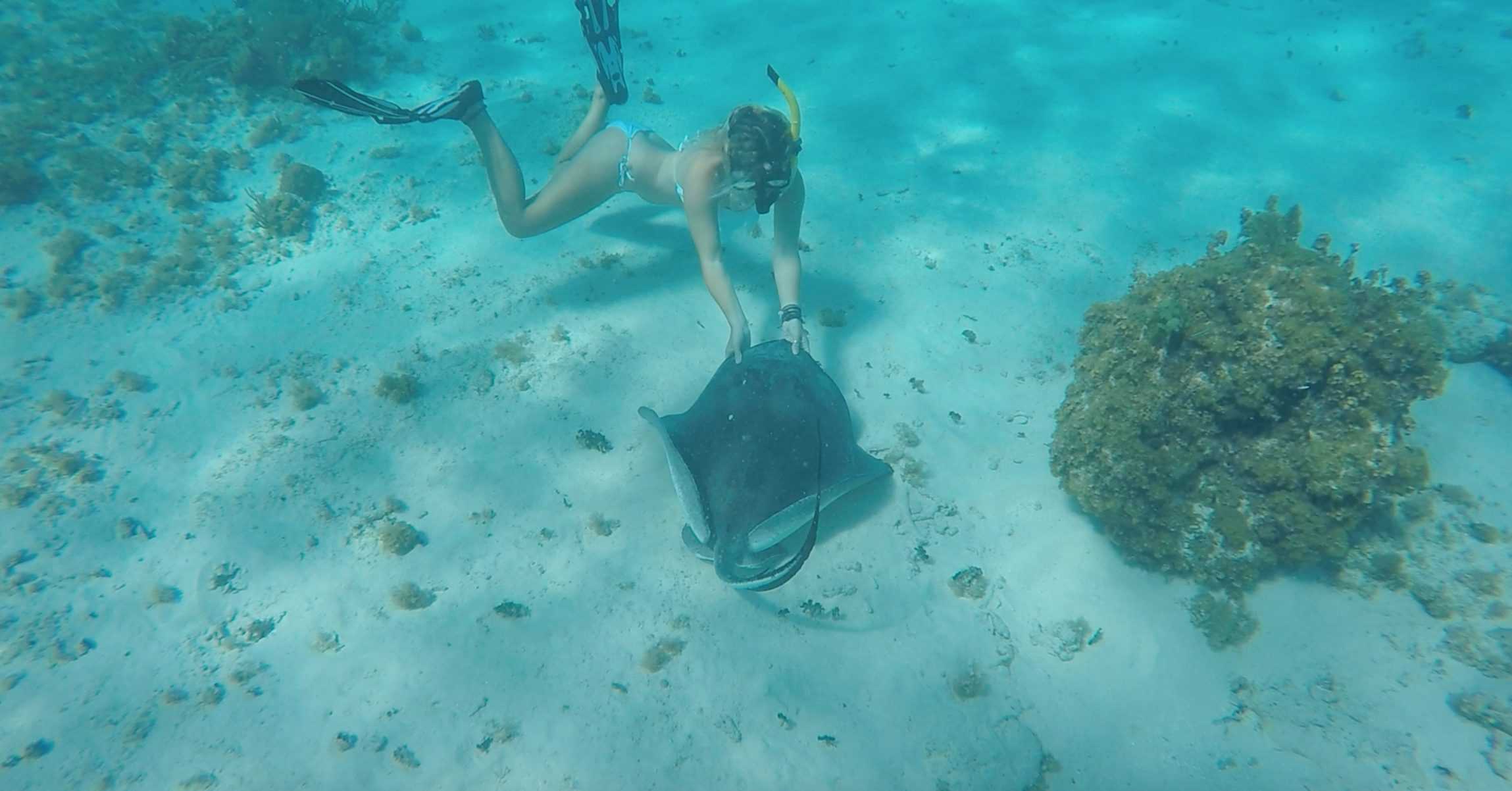 A snorkeler diving down to touch a southern stingray at Grand Cayman's Stingray City Deep