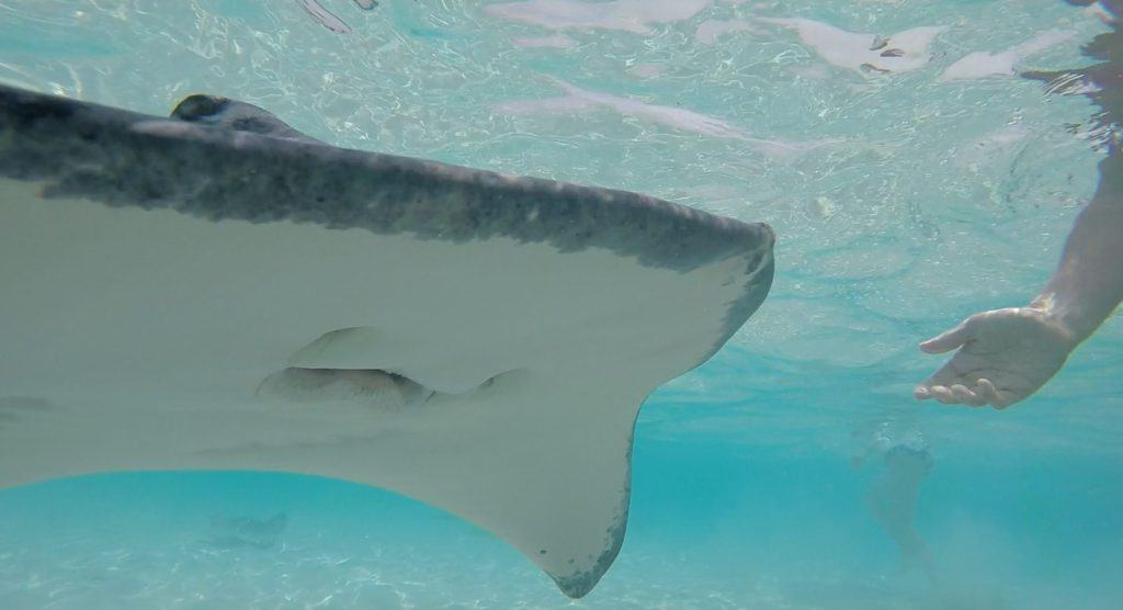 The mouth and underside of a large southern stingray at Grand Cayman's Stingray City Deep