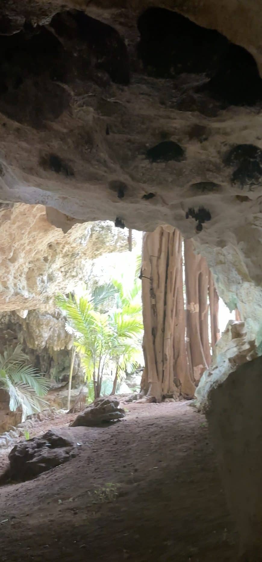 Bats hanging from the ceiling at Cayman Islands' Crystal Caves