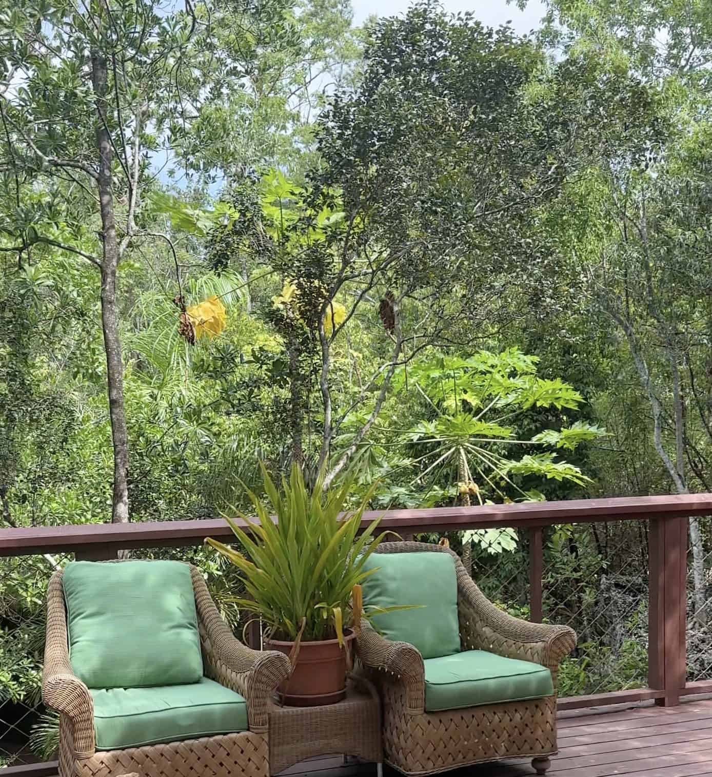 Natural vegetation seen from the Tree House at the Cayman Islands' Crystal Caves