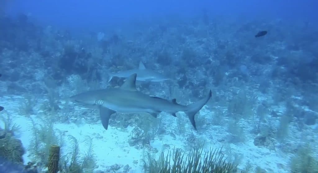Reef sharks swimming in East End Grand Cayman