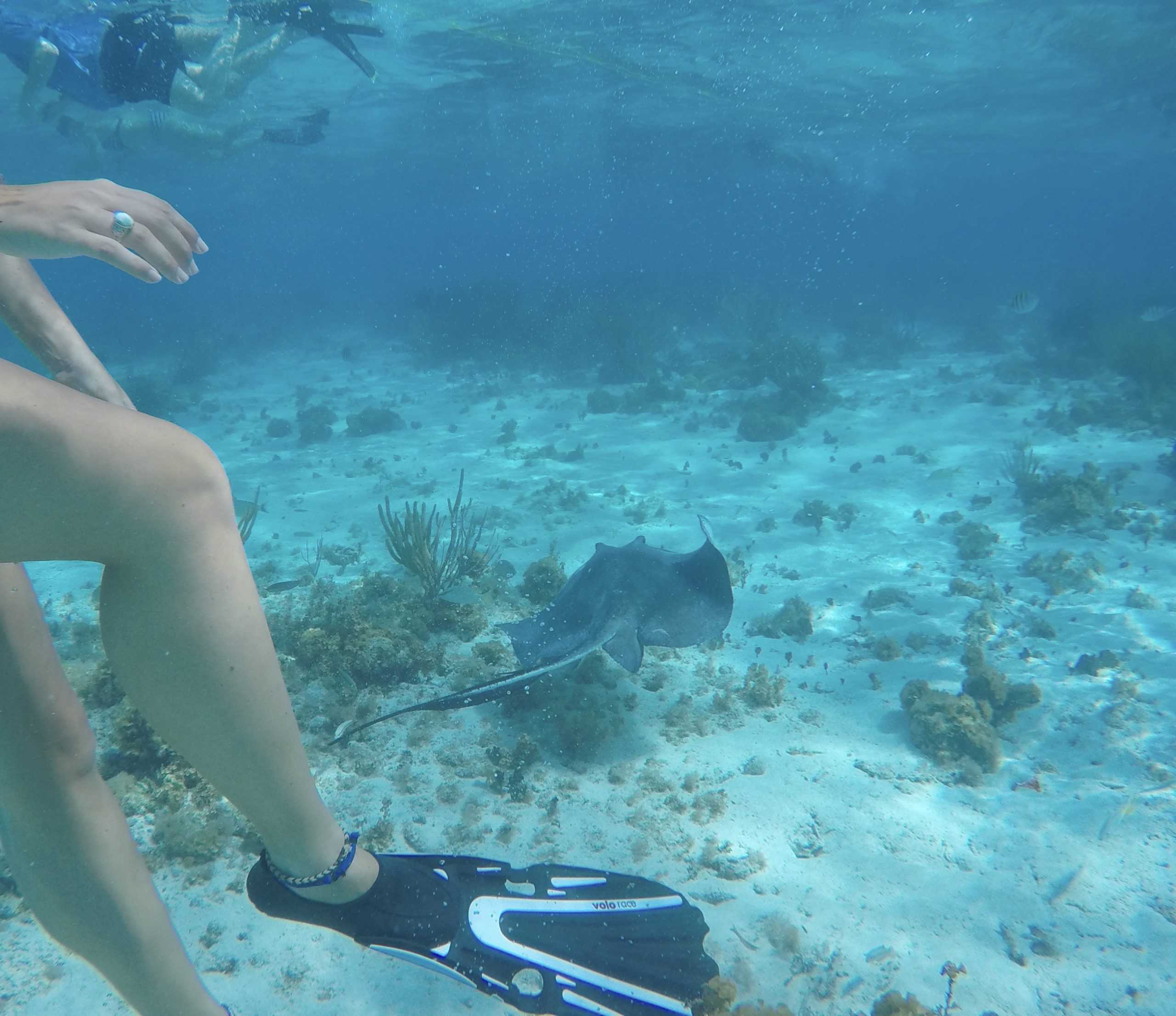 A stingray swimming under snorkelers at Grand Cayman Stingray City Deep