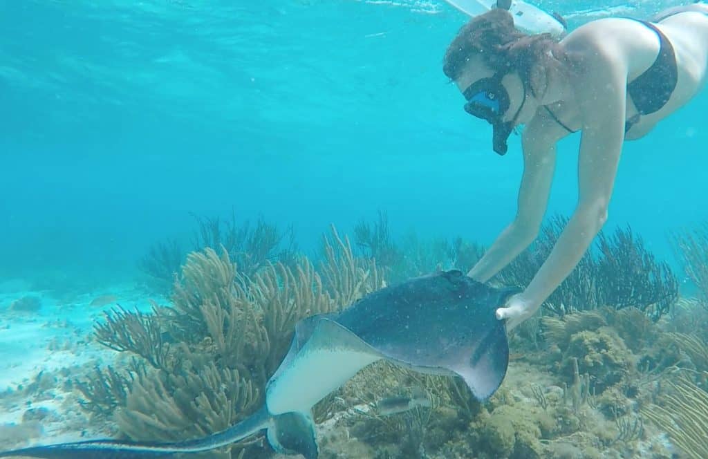 A snorkeler diving down to pet a stingray