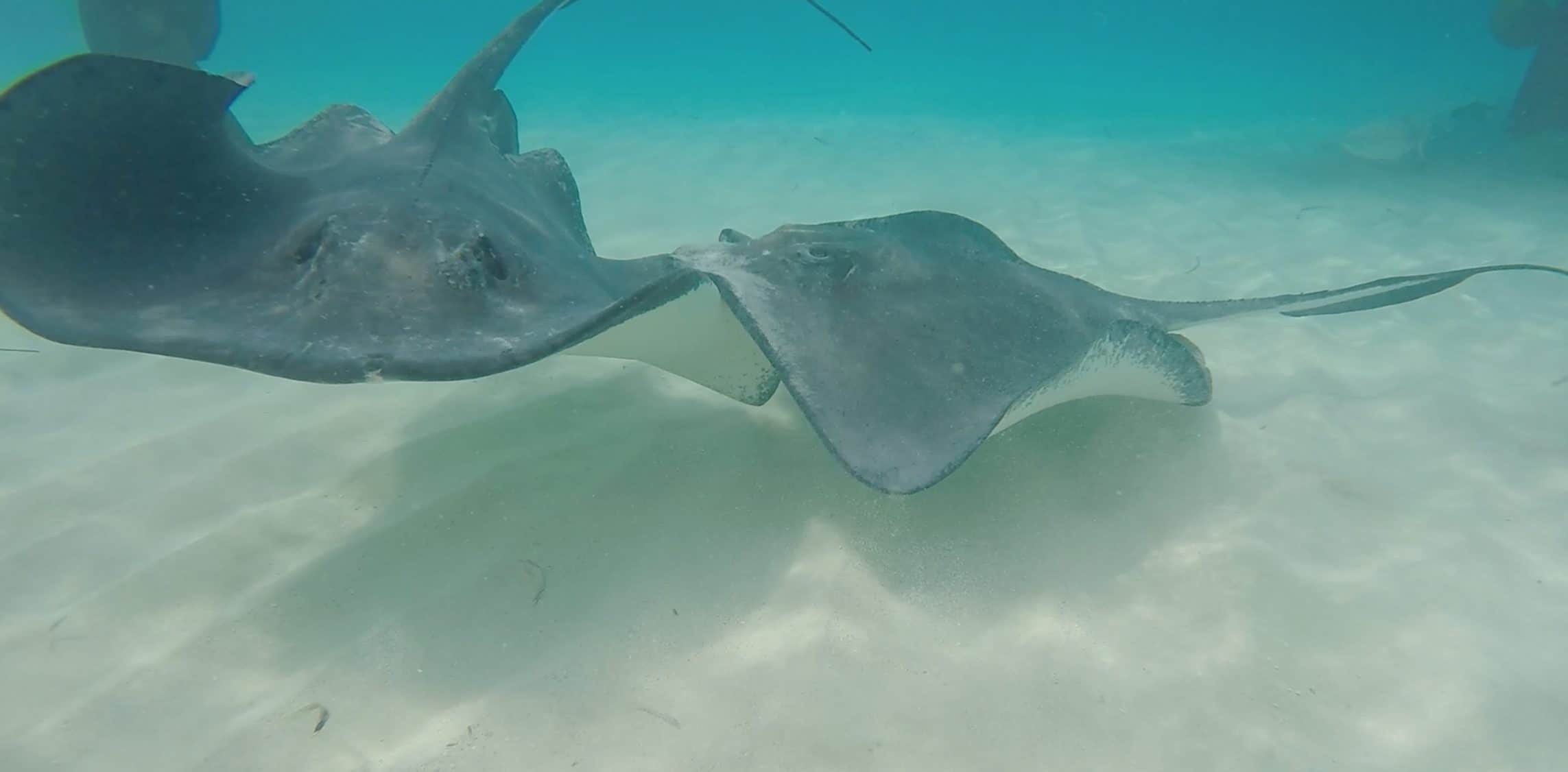 Two stingrays gliding in the shallow water of Grand Cayman's Stingray City Sandbar