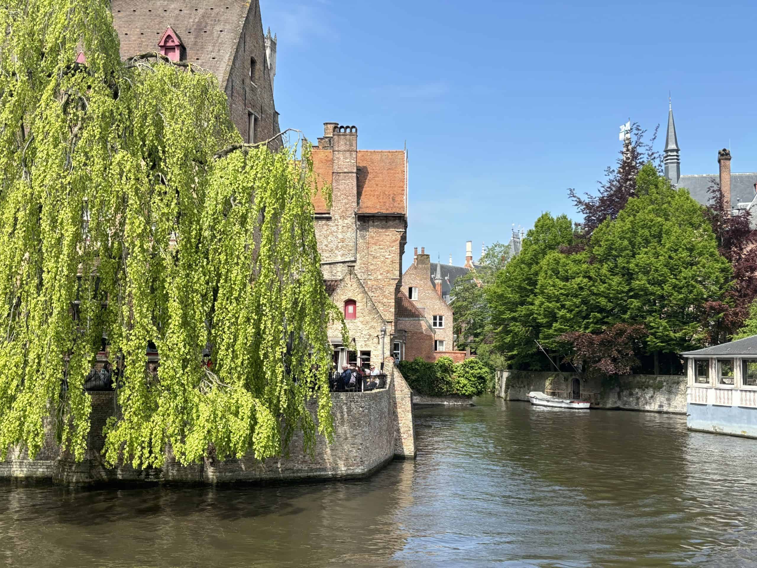 A beautiful tree lining a canal in Bruges, Belgium.