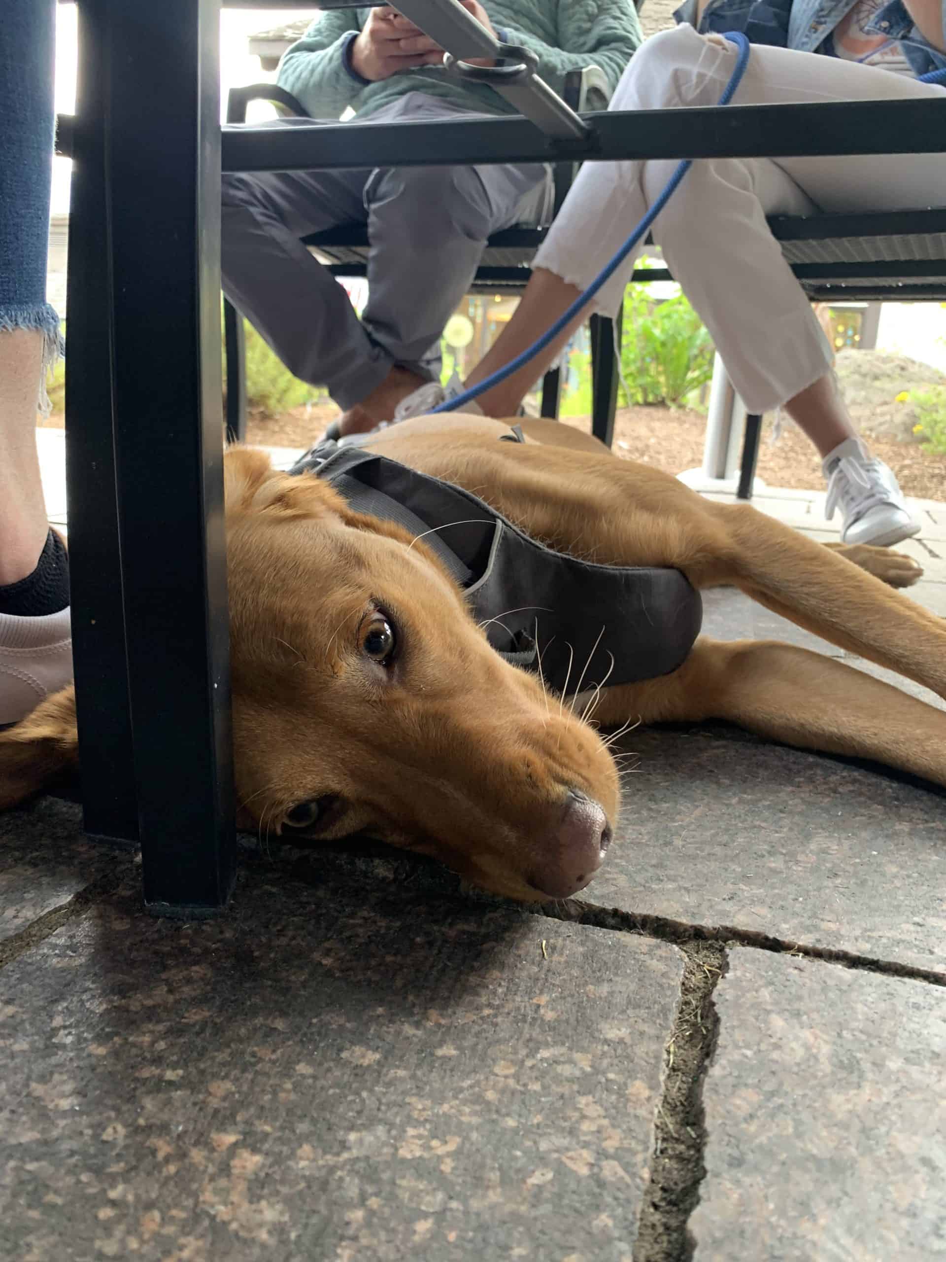 A medium-sized dog lying under a table at a restaurant in the summer